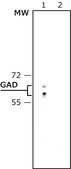 Anti-Glutamic Acid Decarboxylase 65 (514-530) antibody produced in rabbit IgG fraction of antiserum, buffered aqueous solution