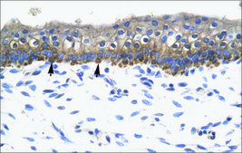 Anti-SOX10 antibody produced in rabbit affinity isolated antibody