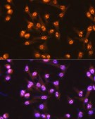 Anti-Cdc25C Antibody, clone 6R0I6, Rabbit Monoclonal
