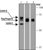 Anti-Progerin antibody, Mouse monoclonal clone 13A4, purified from hybridoma cell culture