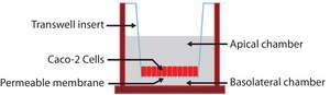 MRP4 Knockout Caco-2 Cells one assay ready, 24 well plate