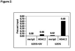 ChIPAb+ HDAC2 - ChIP Validated Antibody and Primer Set from mouse