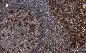 Anti-Calnexin Antibody, clone 10N19, ZooMAb® Rabbit Monoclonal recombinant, expressed in HEK 293 cells