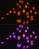 Anti-Ku70 antibody produced in rabbit