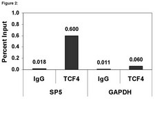 ChIPAb+ TCF-4 - ChIP Validated Antibody and Primer Set from mouse