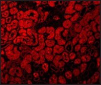 抗-ACE2 兔抗 affinity isolated antibody