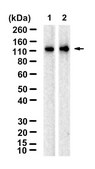 Anti-TLR9/CD289 Antibody, clone 2L12 ZooMAb® Rabbit Monoclonal recombinant, expressed in HEK 293 cells