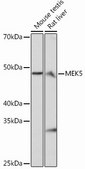 Anti-MEK5 antibody produced in rabbit