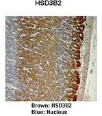 Anti-HSD3B2 affinity isolated antibody