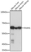 Anti-FAAH1 antibody produced in rabbit