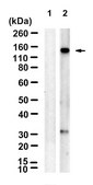 Anti-p-Upf1 (Ser1127) Antibody, clone 1C4-H1 ZooMAb® Rabbit Monoclonal recombinant, expressed in HEK 293 cells