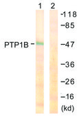 Anti-PTP1B antibody produced in rabbit affinity isolated antibody