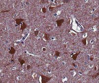 抗-Homer1抗体 from rabbit, purified by affinity chromatography