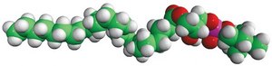 24:0 Lyso PC 1-lignoceroyl-2-hydroxy-sn-glycero-3-phosphocholine, powder