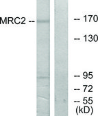 Anti-MRC2 antibody produced in rabbit affinity isolated antibody