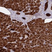 Anti-PLA2G1B antibody produced in rabbit Prestige Antibodies® Powered by Atlas Antibodies, affinity isolated antibody, buffered aqueous glycerol solution