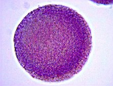 Alkaline Phosphatase Detection Kit This Alkaline Phosphatase Detection Kit is a specific &amp; sensitive tool for the phenotypic assessment of Embryonic Stem (ES) cell differentiation by the determination of AP activity.