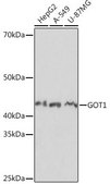 Anti-GOT1 antibody produced in rabbit