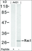 Anti-RAC1 (Ab-71) antibody produced in rabbit affinity isolated antibody
