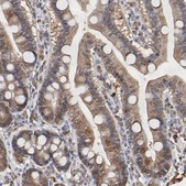 抗-CASP3 兔抗 Prestige Antibodies® Powered by Atlas Antibodies, affinity isolated antibody, buffered aqueous glycerol solution