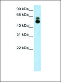 Anti-HDAC9 antibody produced in rabbit IgG fraction of antiserum