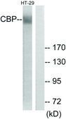 Anti-CBP antibody produced in rabbit affinity isolated antibody