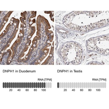 Anti-DNPH1 antibody produced in rabbit Prestige Antibodies® Powered by Atlas Antibodies, affinity isolated antibody, buffered aqueous glycerol solution, ab2