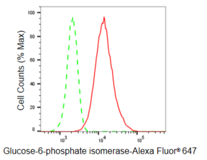 KD-Validated Anti Glucose 6 phosphate isomerase Antibody, clone 23GB5595, Rabbit Monoclonal clone 23GB5595, recombinant rabbit monoclonal, expressed in HEK293 cells