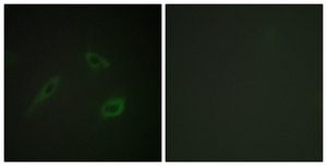 Anti-CD4 antibody produced in rabbit affinity isolated antibody