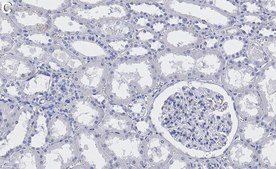 Anti-Myosin-9/MYH9 Antibody, clone 3O13 ZooMAb® Rabbit Monoclonal recombinant, expressed in HEK 293 cells