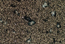 Anti-Integrin α2 Antibody, clone P1E6 clone P1E6, Chemicon®, from mouse