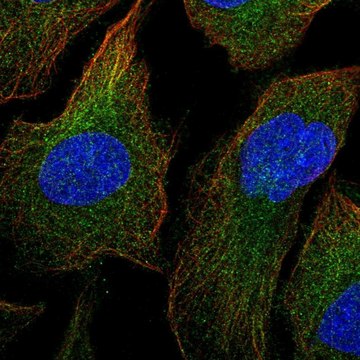 Anti-MAP3K1 antibody produced in rabbit Prestige Antibodies® Powered by Atlas Antibodies, affinity isolated antibody
