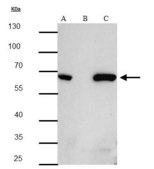 Monoclonal Anti-HA tag antibody produced in mouse clone GT134, affinity isolated antibody