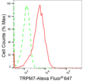 KD-Validated Anti TRPM7 Antibody, clone 24GB2250, Rabbit Monoclonal clone 24GB2250, recombinant rabbit monoclonal, expressed in HEK293 cells