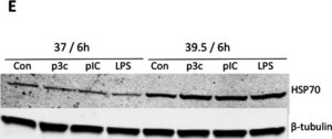 Monoclonal Anti-Heat Shock Protein 70 antibody produced in mouse clone BRM-22, ascites fluid