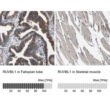 Anti-RUVBL1 antibody produced in rabbit Prestige Antibodies® Powered by Atlas Antibodies, affinity isolated antibody, buffered aqueous glycerol solution, Ab2