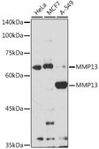 Anti- MMP13 antibody produced in rabbit