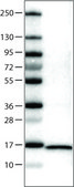 Monoclonal Anti-FABP7 antibody produced in mouse Prestige Antibodies® Powered by Atlas Antibodies, clone CL0236, purified immunoglobulin, buffered aqueous glycerol solution