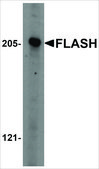 Anti-FLASH antibody produced in rabbit affinity isolated antibody, buffered aqueous solution