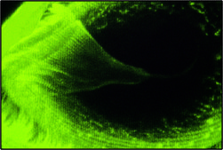 Monoclonal Anti-α-Tubulin antibody produced in mouse clone DM1A, ascites fluid