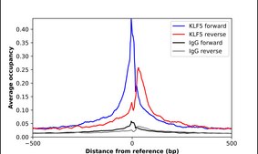Anti-KLF5 antibody produced in rabbit Prestige Antibodies® Powered by Atlas Antibodies, affinity isolated antibody, buffered aqueous glycerol solution