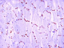 Anti-Connexin 43 Antibody Chemicon®, from rabbit