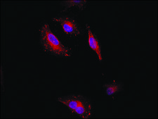 Anti-NOX1 antibody produced in rabbit ~1.5 mg/mL, affinity isolated antibody