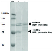 Monoclonal Anti-Hsf1 - Atto 488 antibody produced in rat clone 10H4, purified immunoglobulin