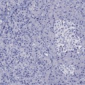 Anti-ENPP6 antibody produced in rabbit Prestige Antibodies® Powered by Atlas Antibodies, affinity isolated antibody, buffered aqueous glycerol solution