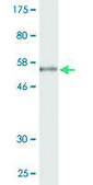 Monoclonal Anti-HNRNPA2B1 antibody produced in mouse clone 3G11-6A7, purified immunoglobulin, buffered aqueous solution