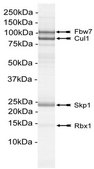 SCF-Fbw7 Protein Complex, Active, 10 µg Active complex of four (4) full length, recombinant human enzymes: Fbw7, Skp1, Cul1 &amp; Rbx1. For use in Enzyme Assays. Functions as an E3 ligase in ubiquitination assays.