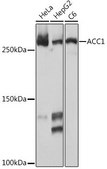 Anti-ACC1 antibody produced in rabbit