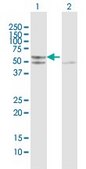 Anti-TUFM antibody produced in mouse purified immunoglobulin, buffered aqueous solution