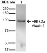 Monoclonal Anti-Ankyrin R antibody produced in mouse clone S388A-10